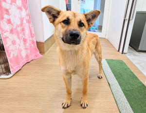公表181犬正面から