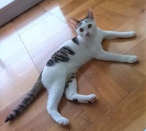 譲渡猫20写真②