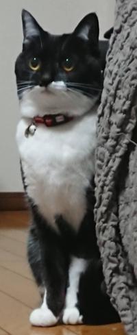 逸走52写真①