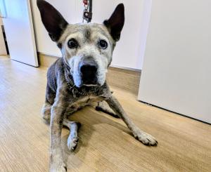 公表185犬正面