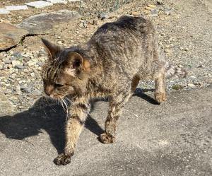 猫情報55_1