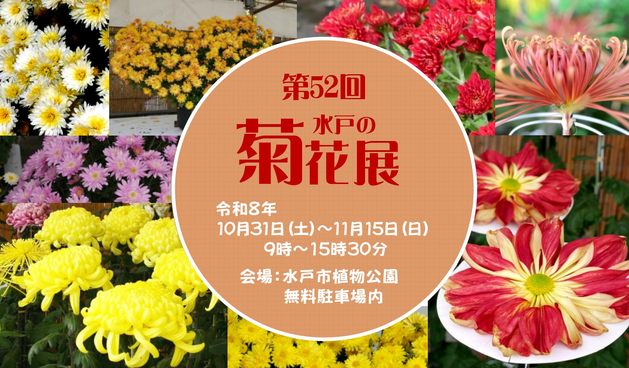 菊花展