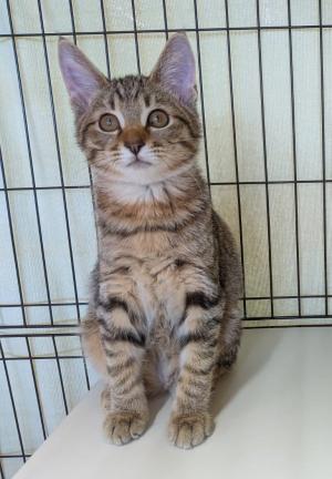 譲渡猫29