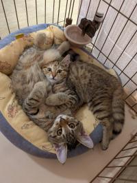 譲渡猫2匹