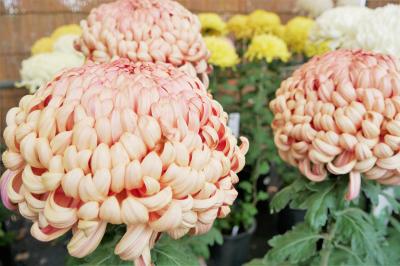 菊１
