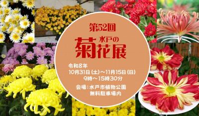 菊花展